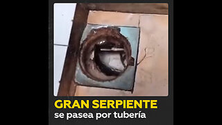 Enorme serpiente asoma por el hueco de la ducha