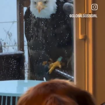 Bald eagle doggy showdown 😊