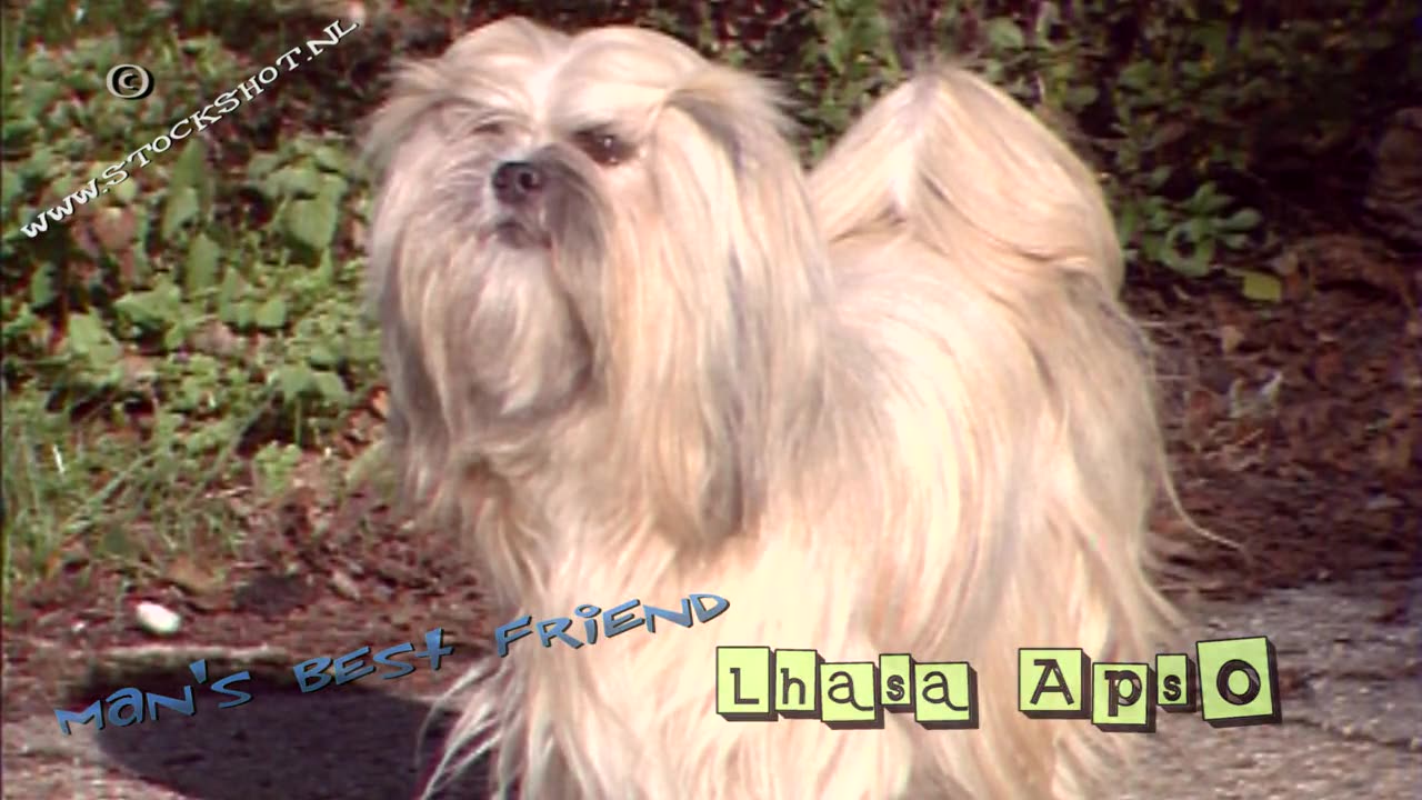 Lhasa Apso