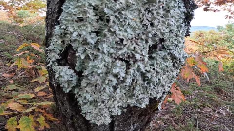 Lichen