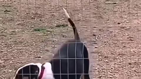 The best Compilation of Happy Dogs
