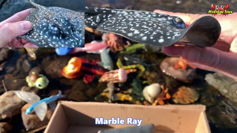 Sea Turtles Looking for Clownfish to Play in the Beach Waves