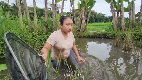 Cari ikan hias di sungai pakai alat seadanya dapat ikan sepat hijau ｜｜ ikan langka