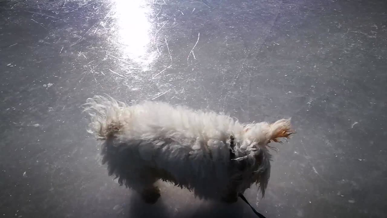 My dog walks on Ice