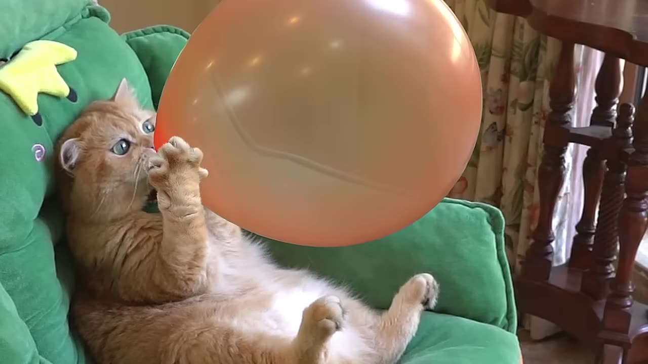 When a cat is blowing up a balloon