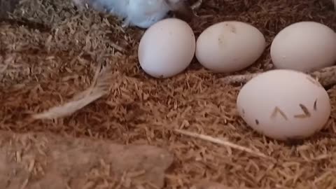 Eggs laying process by hens