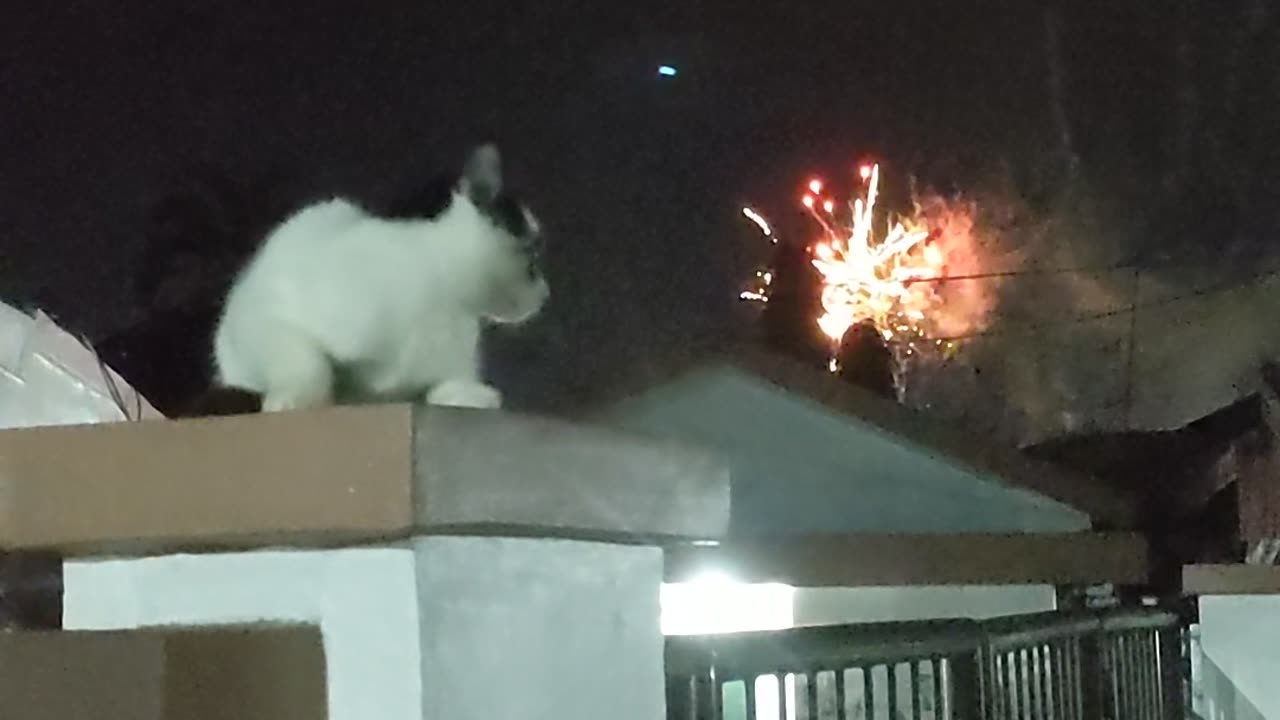 Zorro Cat Watches New Year's Fireworks