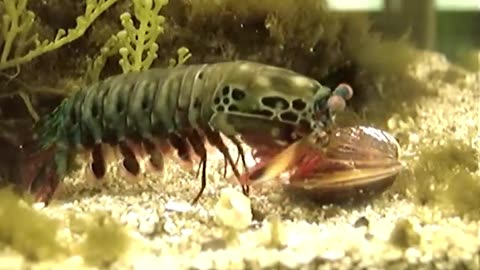 Mantis Shrimp Destroys Clam