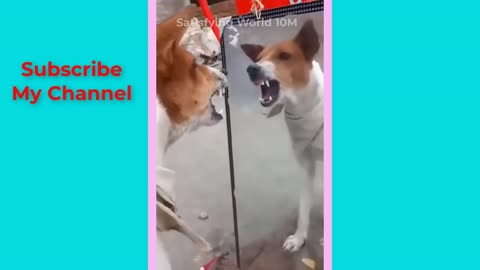 Oddly Most Funny Animal Videos __ Dog Cat Very Funny Moment 2025