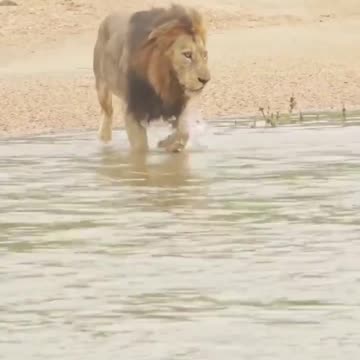 Why Lion is the King of the Jungle