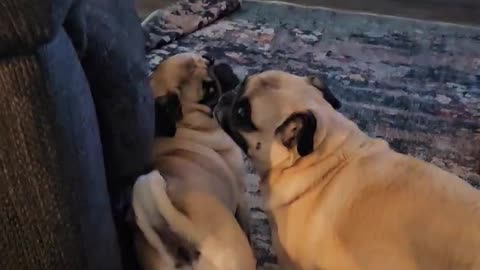 Sandy pug beat Sally pug in wrestling match