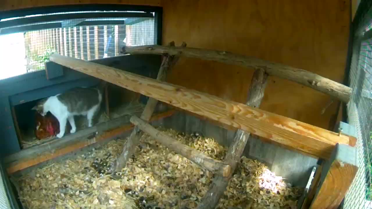 Cat Cuddles with Chicken