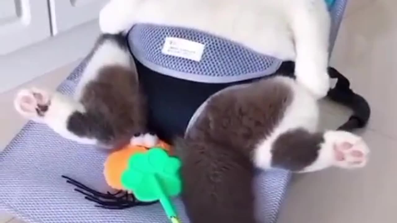 Funny Cats