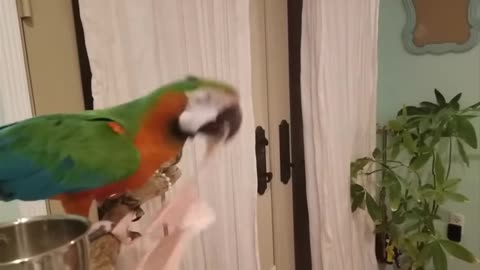 Parrot fanny video