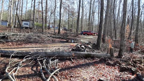 Chris Taking Down Another Giant Tree – Thanks Chris!