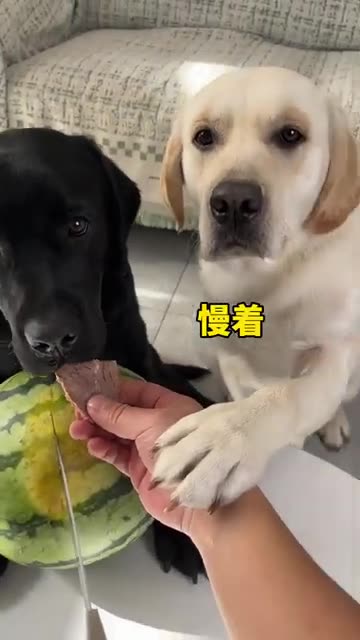 Meet the Brilliant Dog That Will Amaze You 🤣🤣🤣