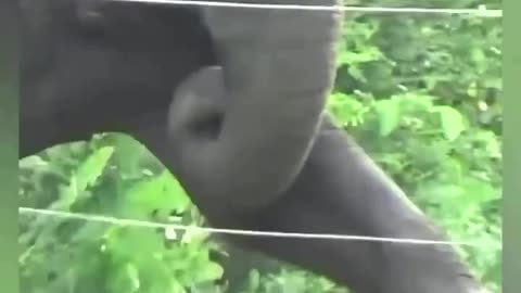 Smart elephant