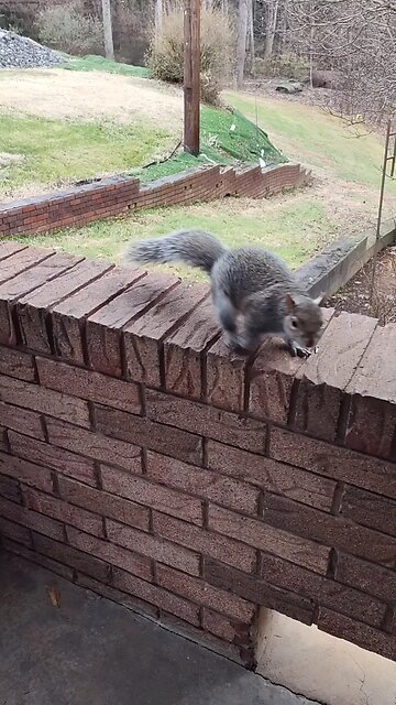 Brave Mika the squirrel 🐿️❤️