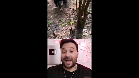 Hermoso reencuentro de chimpancés 🥰