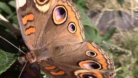 All About Common Buckeye Butterflies.