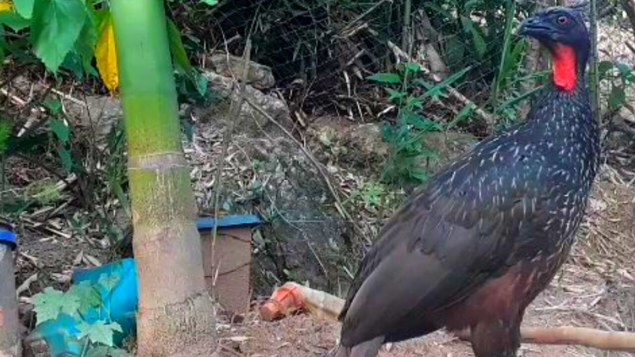 A Jornada do Jacu: Descobrindo Novos Territórios