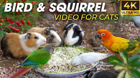 Birds And Squirrels Share Interesting Food Fight - Video For Cats to Watch - CatTV Central