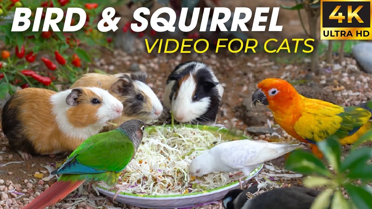 Birds And Squirrels Share Interesting Food Fight - Video For Cats to Watch - CatTV Central