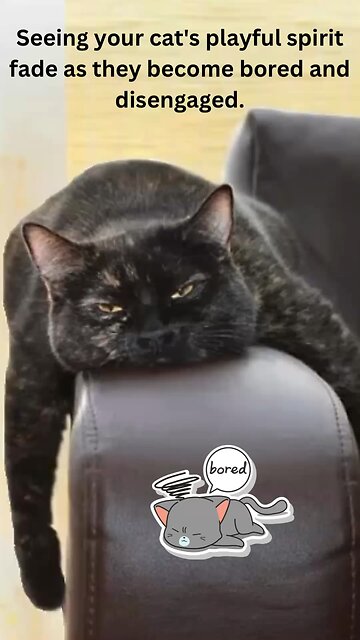 Solve the problem of your bored kitty