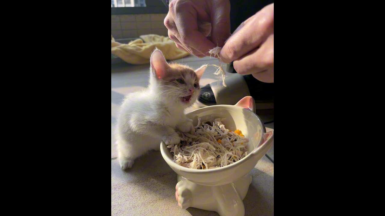 The Greedy Little Foodie: Always Eyeing His Brother's Meal! 😋