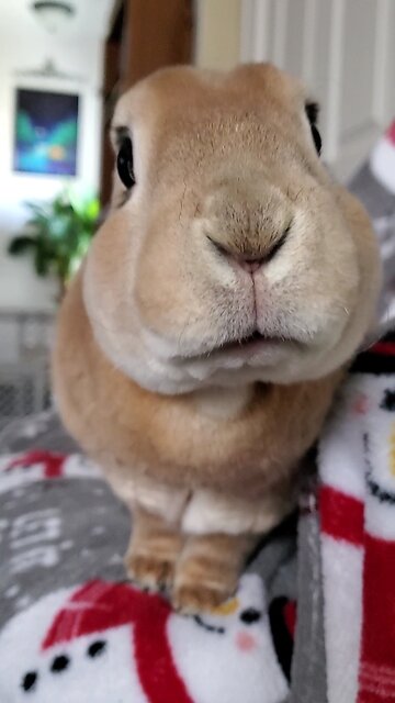 Bunny face! 😍