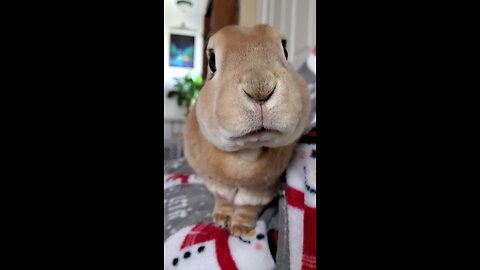 Bunny face! 😍