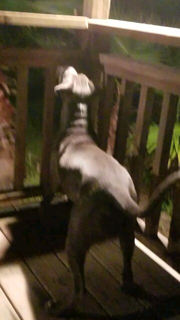 Animal Kingdom - Duke, the Neighbor's Pitbull