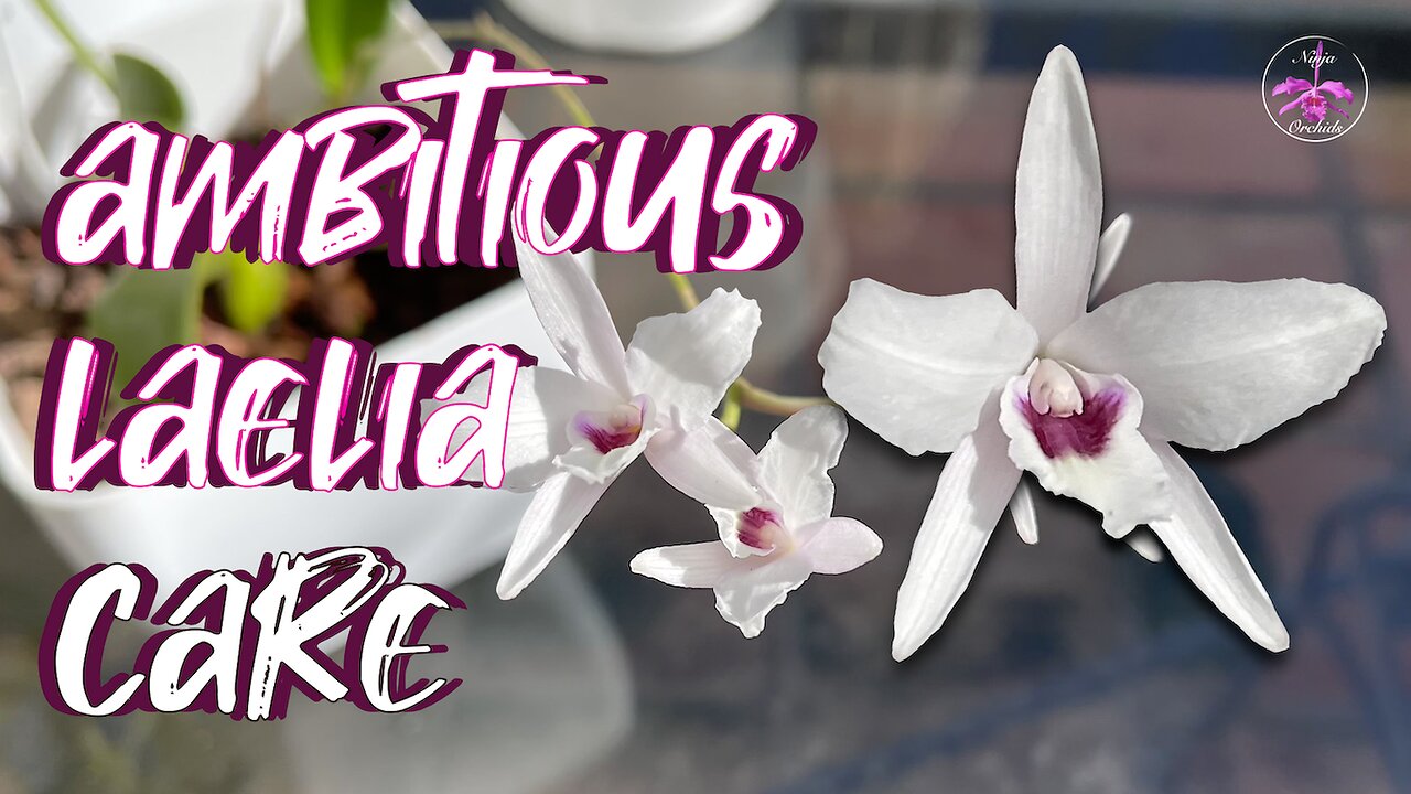 How to CARE for Laelia rubescens & Similar | ALL Set Ups ALL Media | Acclimate & More #ninjaorchids