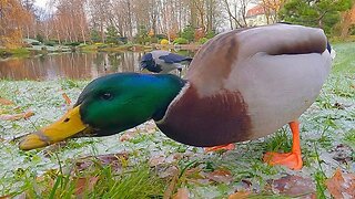 Male Mallard Duck Drake Wants His Share of the Ice Rice