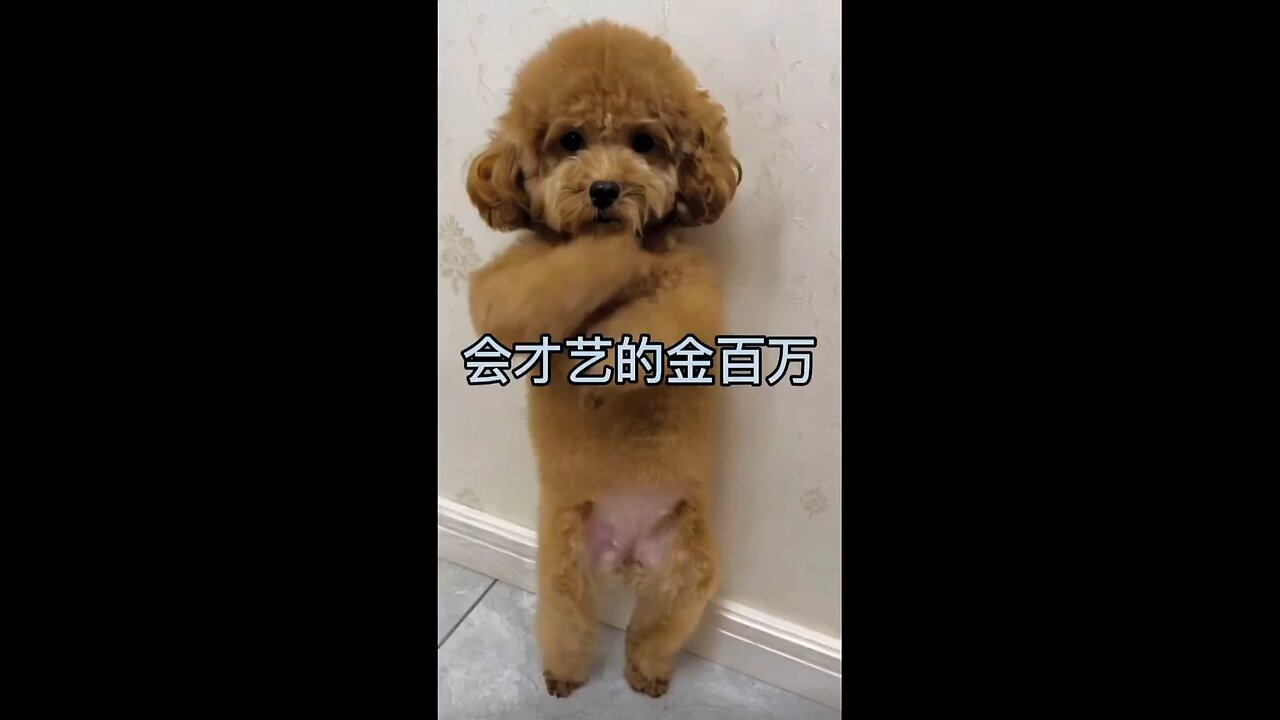 Cute pet Doudou is so talented, he can even jump to "Subject Three"!