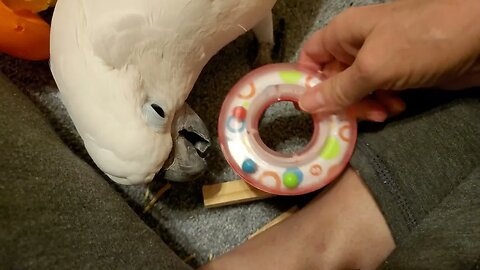 Wood Chipper Cockatoo (So Glad This Wasn't My Hand)