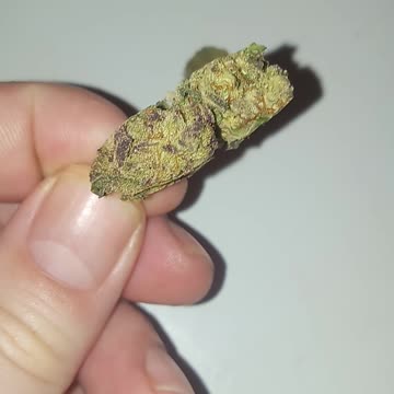 Dr Ammon Hillman strain (PURPLE PORTAL)