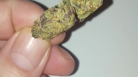 Dr Ammon Hillman strain (PURPLE PORTAL)