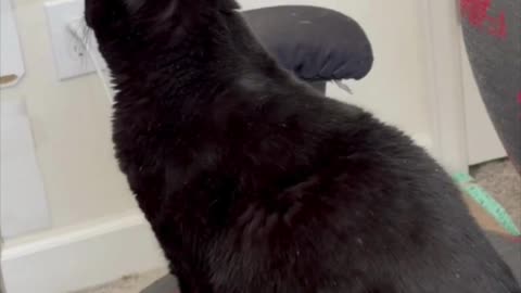 Cute Precious Piper Watches for Office Guests - Adopting a Cat from a Shelter Vlog #shorts