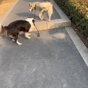 Sheep herder becomes a husky herder 😊