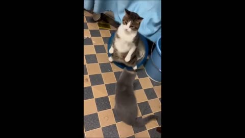 Funny animals - Funny cats / dogs - Funny animal videos 2023 - Part 6