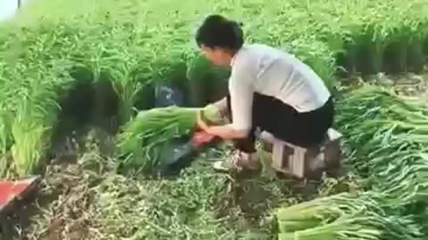 China’s Strange Way of Harvesting Water Spinach—Here’s Why!