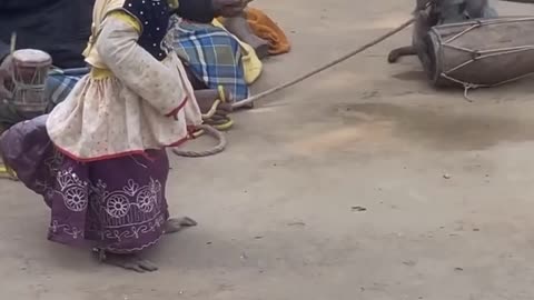 Funny animal dance