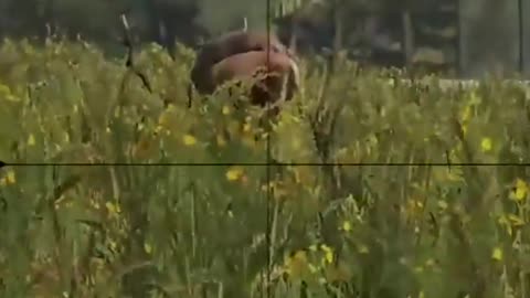 DoomGnome Goes Hunting in DayZ