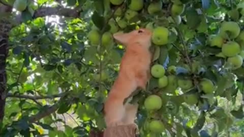 ADORABLE BUNNY!!🐰🍏 When Bunnies Meet Apples: Pure Cuteness Overload! 🍎✨