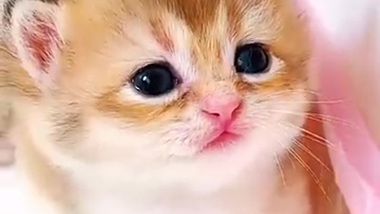 Kitten meow meow 😍😱🙈 #shorts #cat #kitten #cutecat #viralvideo #catnews