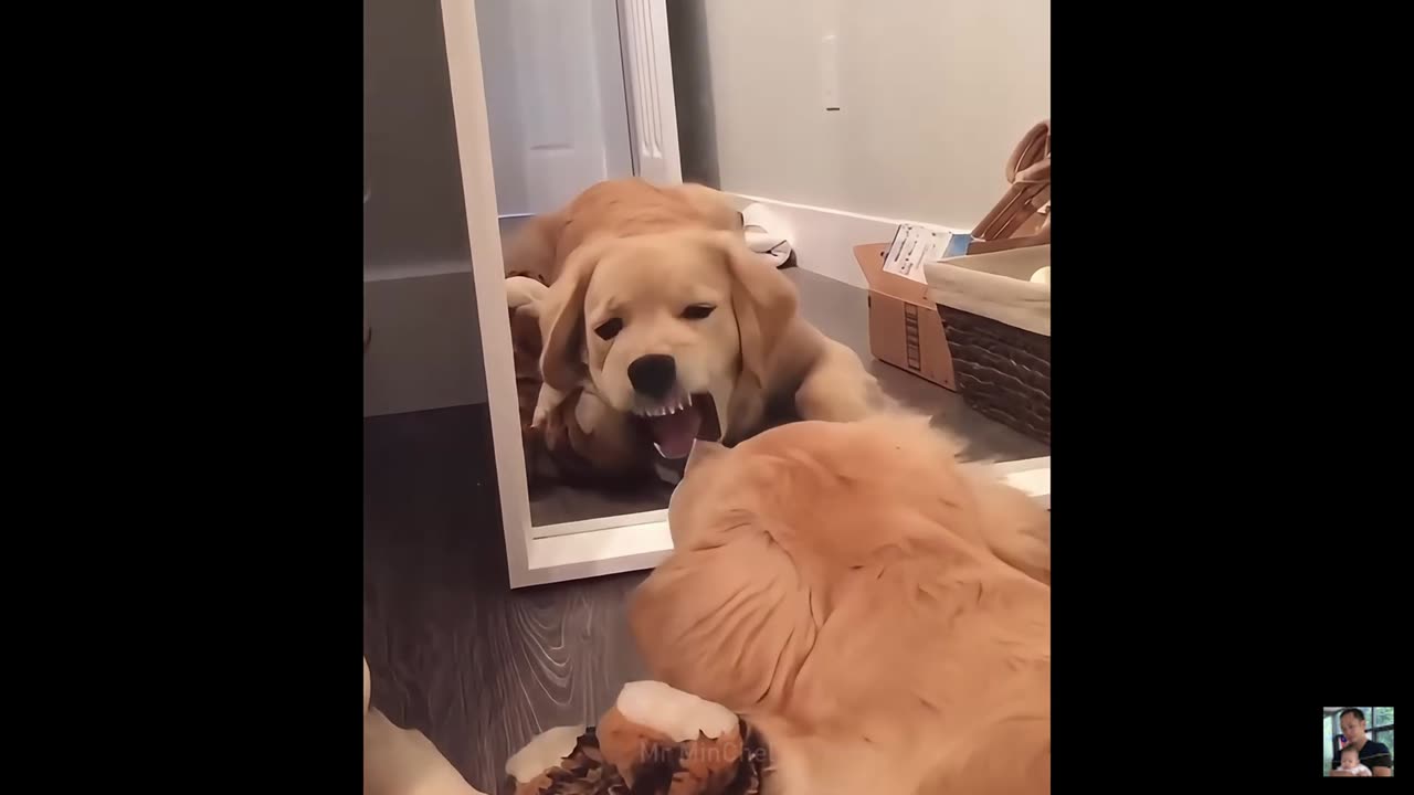 2025 Best Funniest Cats and Dogs Memes Try Not to Laugh Challenge
