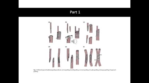 Alt-Tech S2 41 Grafting Genetics