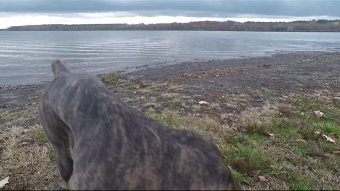 CANE CORSO FROM 3 WEEKS TO 3 YEARS