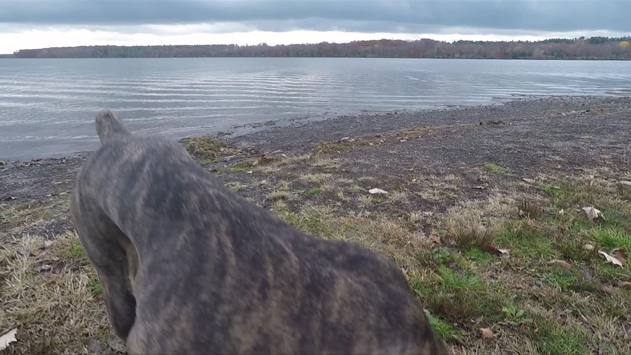 CANE CORSO FROM 3 WEEKS TO 3 YEARS